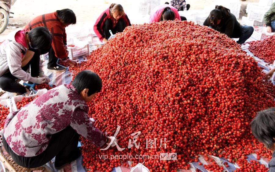 2018年5月10日,山东省枣庄山亭区水泉镇农民在果品市场分装樱桃,准备