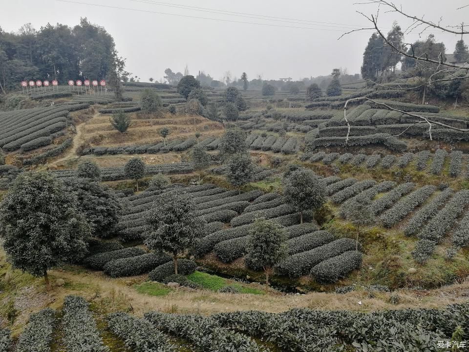 参观牛碾坪万亩观光茶