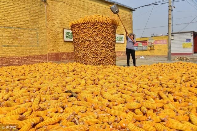 11月玉米价格多少钱一斤?2018年各地玉米最新