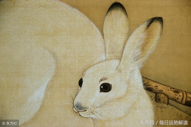 属兔2019年运势运程 生肖兔2019年运势大全