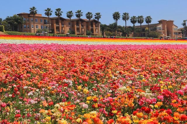 全球十大绝美花海，中国占了两席