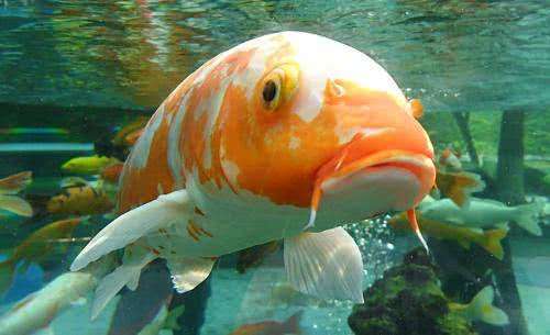 新鱼到家要先给鱼儿进行消毒,这样才能保证鱼