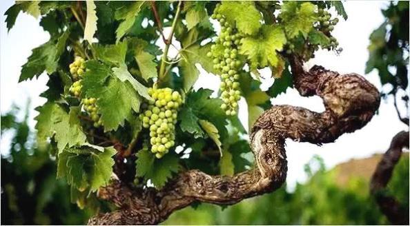 澳洲红酒和法国红酒,区别在哪里?