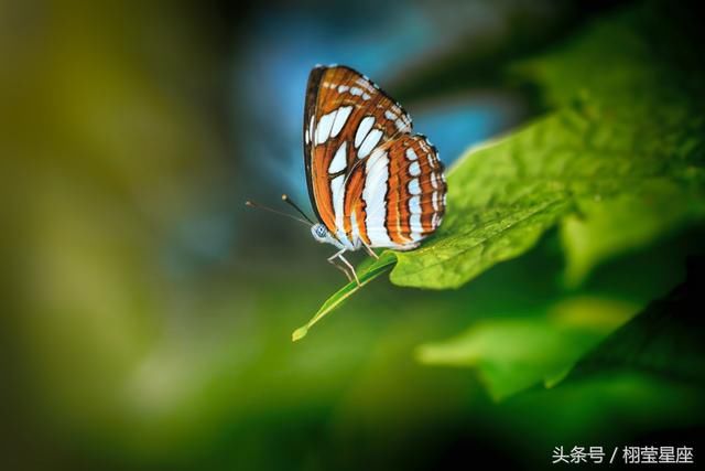 未来两个月内有福气相照之好运的生肖, 发财致富都不再是梦想!