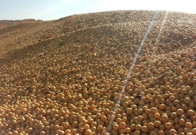 中美贸易战升级,中国反制裁美国农产品,谁坐收