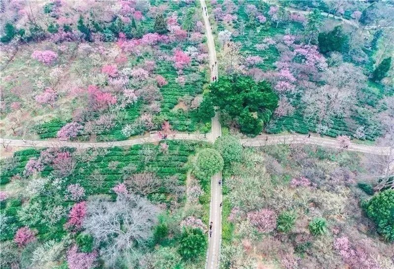 【每月在路上】三月,送你最in的赏花攻略,十大赏花胜地,愿你不
