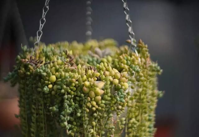 中国最美的尼姑庵，不烧香只种花，韩红也慕名而来！