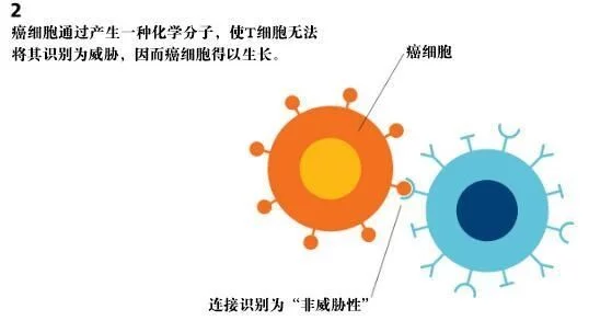 “癌症克星”pd-1怎样实现治疗多种癌症的!