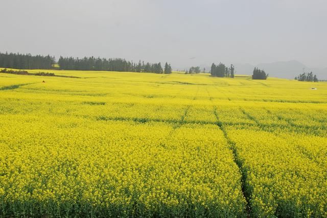 随走札记｜一到春天，罗平就变成了多彩的世界