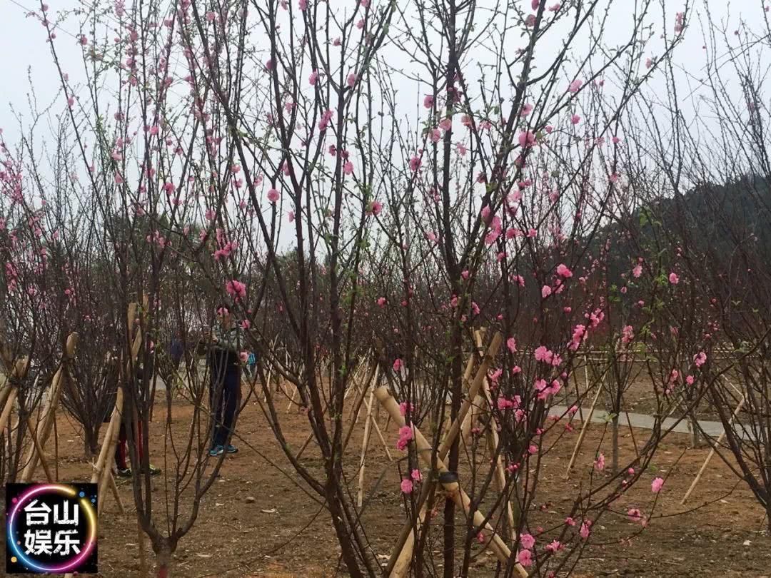 台山海宴又一处“赏花”好地方！你要来转下桃花运吗？