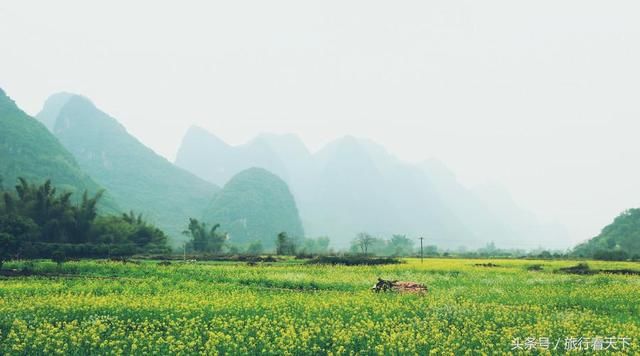 3月油菜花开，这9个地方有全中国最美的花海，你最想去哪个