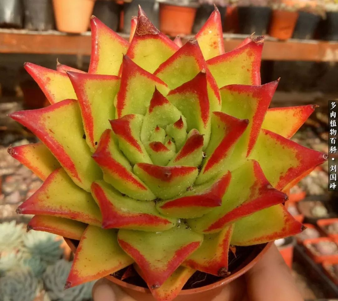 快过年了,多肉很美,你还忍心夺爱做伸手党?