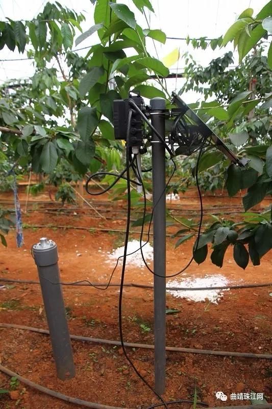 云南马龙区大棚车厘子试种成功 每亩年收益可超10万元
