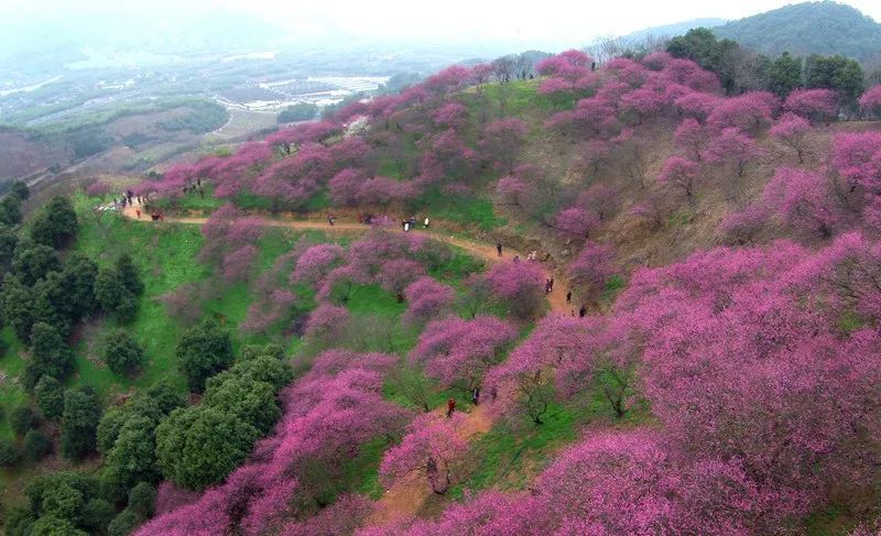 这几个江浙沪新晋网红村，堪称内地版吉野山和小婺源，避开人潮赏