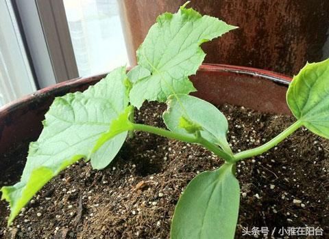 春季种盆栽黄瓜,一个小窍门,每节都有瓜,天天有的摘