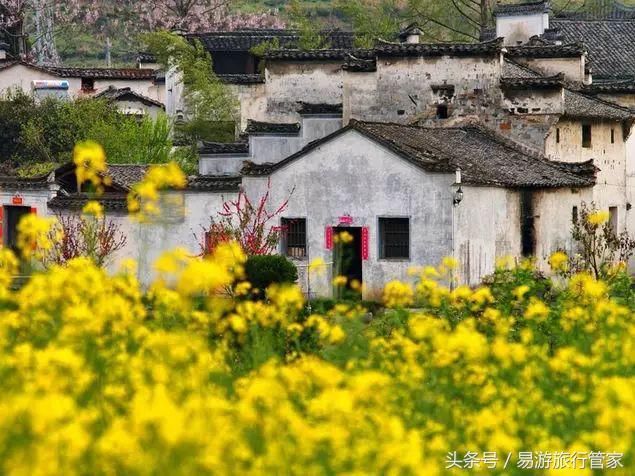 2018全国最美的油菜花你准备好去看了吗