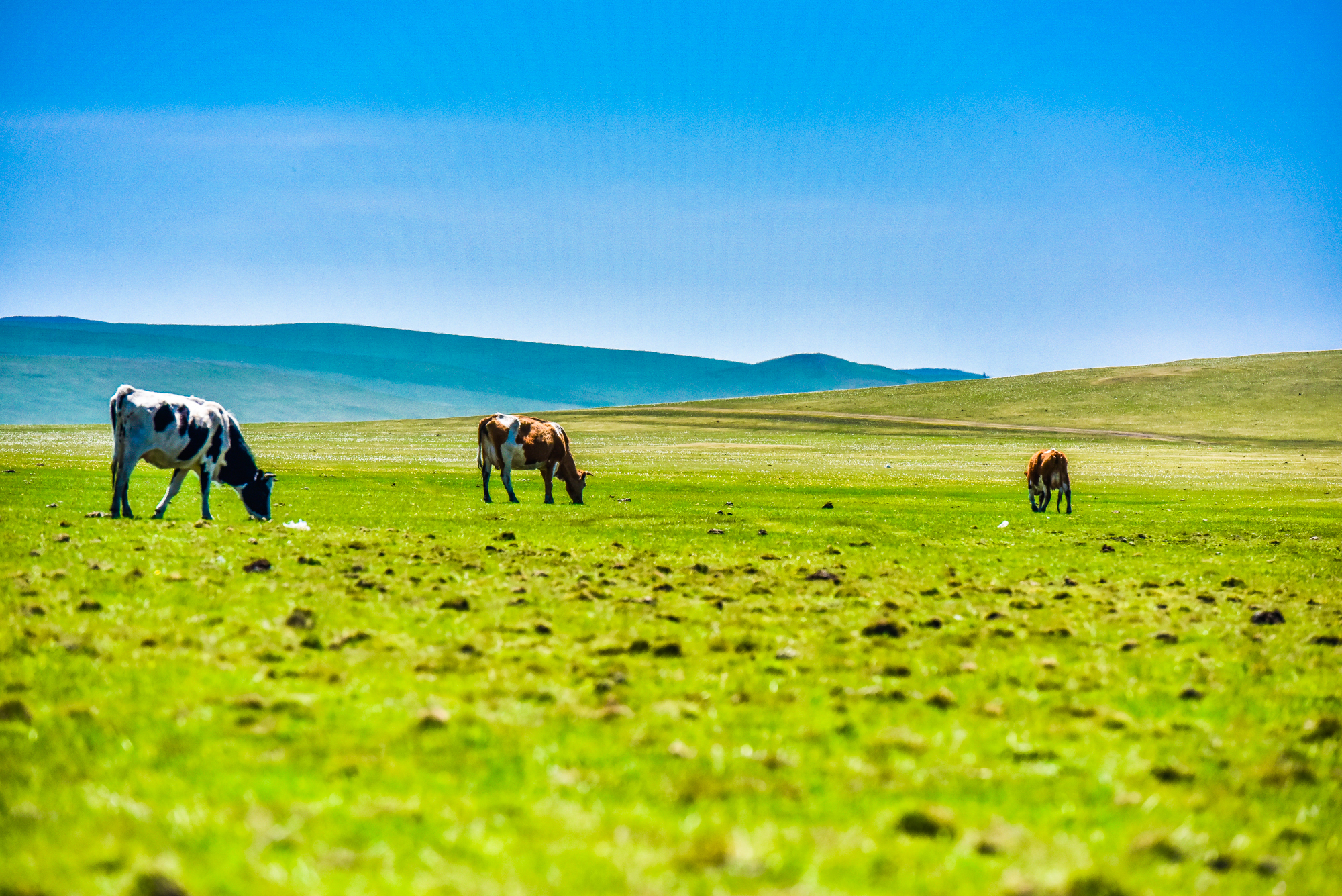 呼伦贝尔排名_呼伦贝尔大草原图片(3)