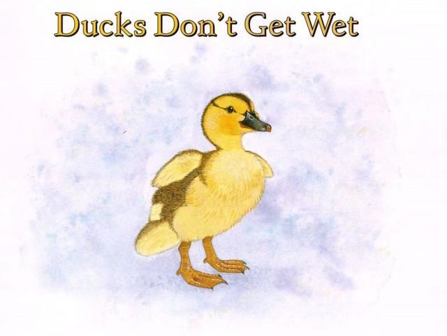 少儿英语绘本故事No.200:《鸭子不会弄湿》D