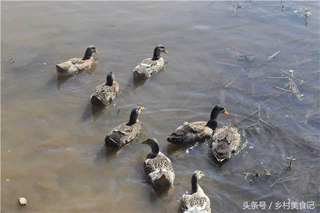 老汉家住深山数十年常有人寻上门，限量优质土鸭先买先得获忠粉