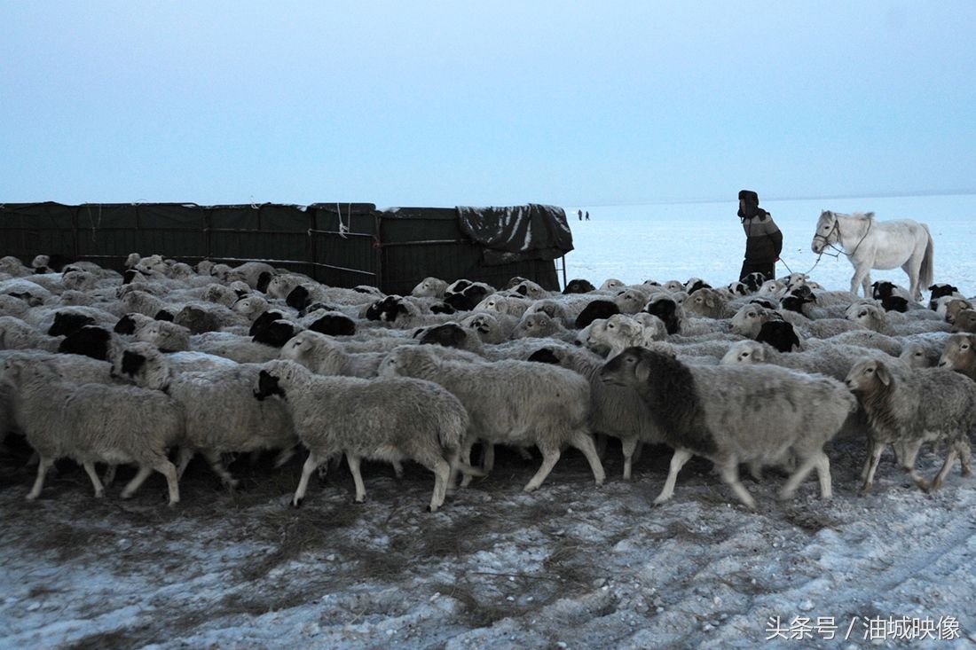 呼伦贝尔大草原冬夜,气温降至零下30度,羊群是