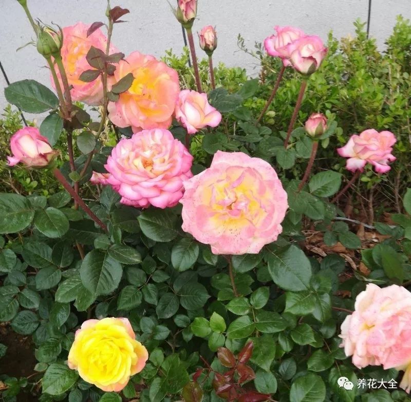 给花吃粒消食片，像打了兴奋剂，花开个没完!