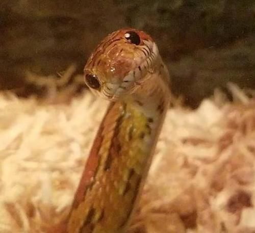 别搔我痒了啦!蛇蛇爆萌真面目首次公开,恐怖印