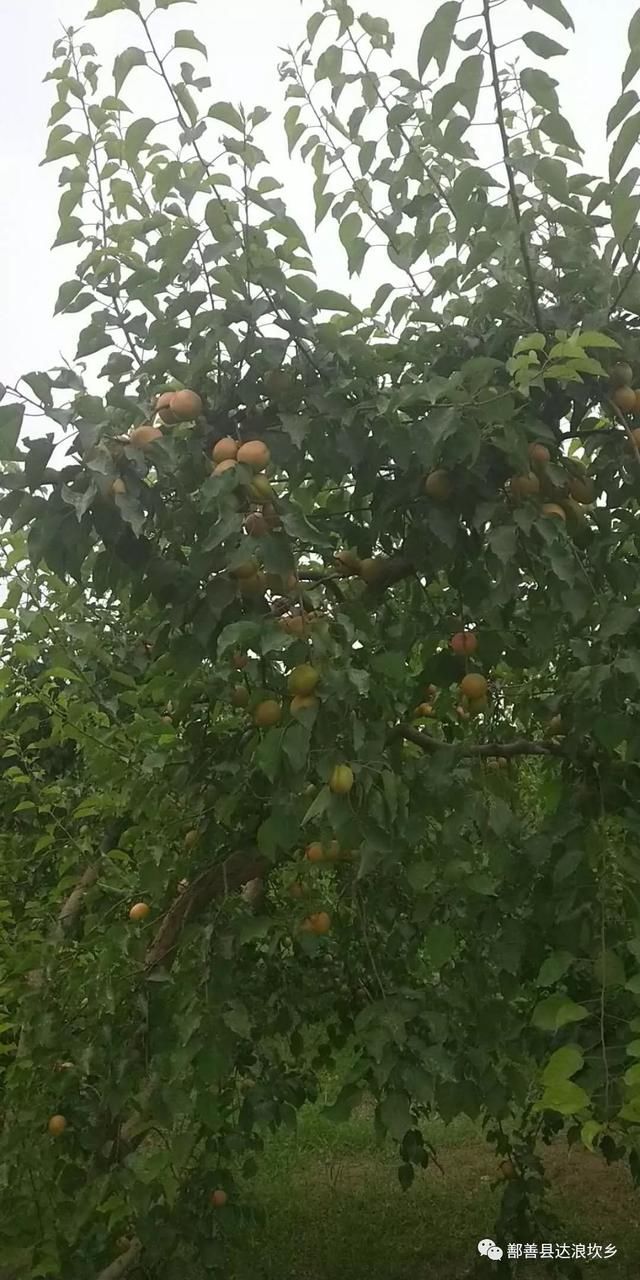 多汁!味甜!达浪坎杏子熟啦