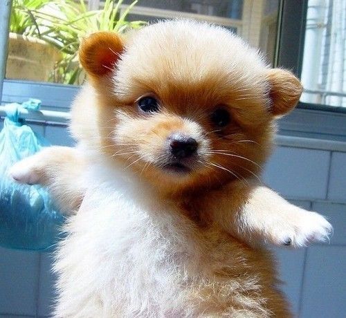 晓金融:铁公鸡交通银行,10万额度的交通信用卡