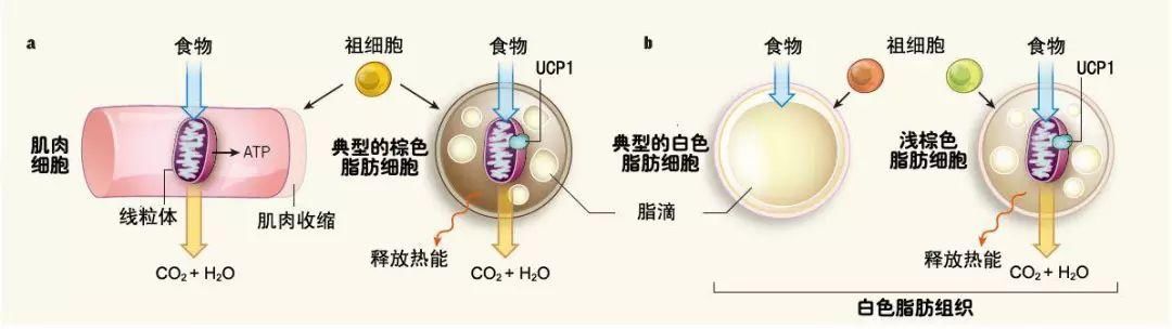 除了让人肥胖，脂肪细胞居然有这些好处