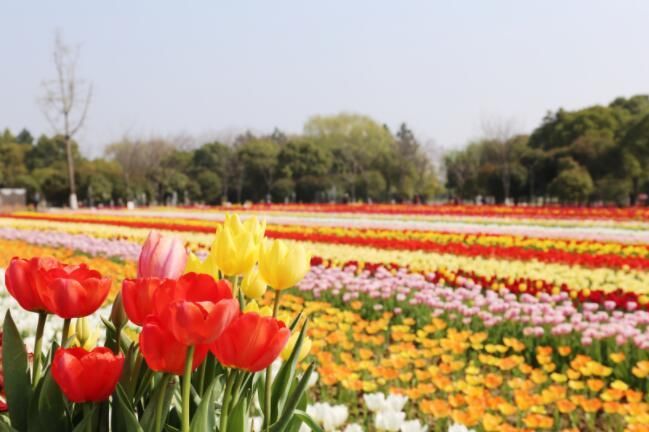 昆山阳澄湖国泰郁金香荷兰风情主题园开园暨第