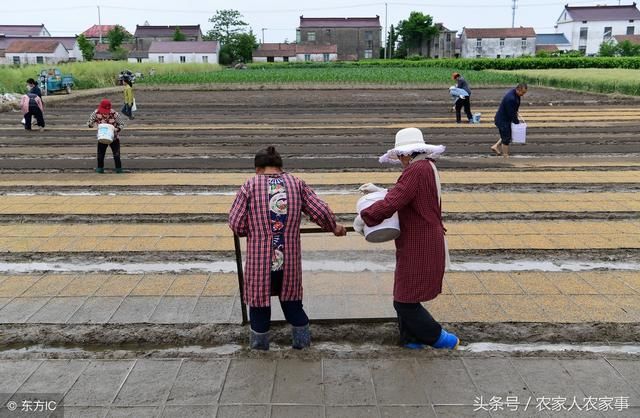 2018年，种水稻有苦说不出，这才是种稻农民的真实写照！