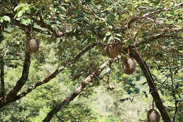 一颗榴莲树年产几百个榴莲,为啥还卖这么贵,今
