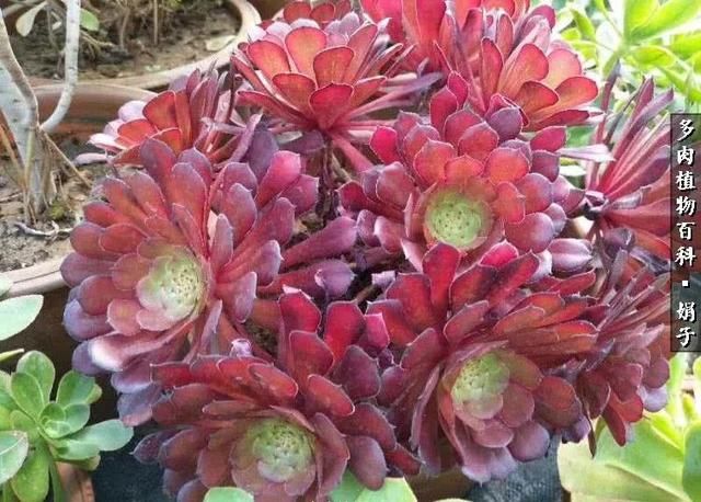 如何让你家的法师系多肉安全度夏!