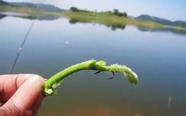 夏季大可不必封竿，草鱼这么钓，比鲤鱼好钓很多倍!