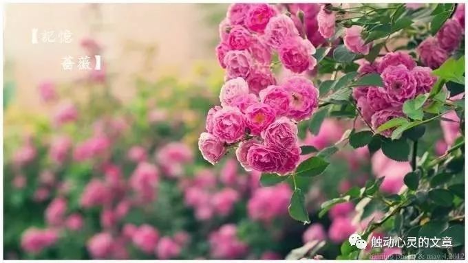 2019说到心窝里的说说情情短句,句句扣人心弦