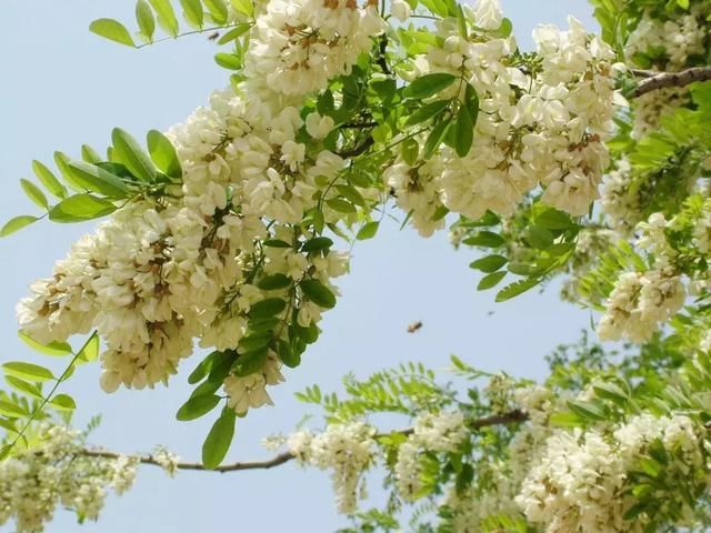 五一小长假去哪玩?潍坊人家门口耍起来,8大