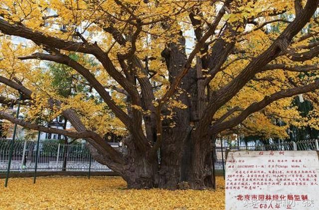 中国五大帝王树：一棵救朱元璋命，一棵要崇祯命，一棵李自成拴马