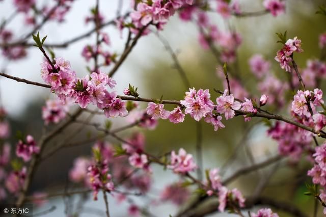 喜报！4生肖天降鸿福，6月福旺桃花开，添丁添旺财，喜事接二连三