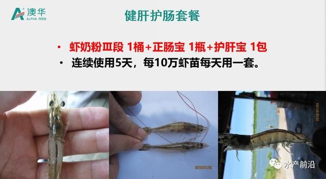 养虾产量18万吨暴跌至10万吨，P20模式雷霆救市助力虾农破困局