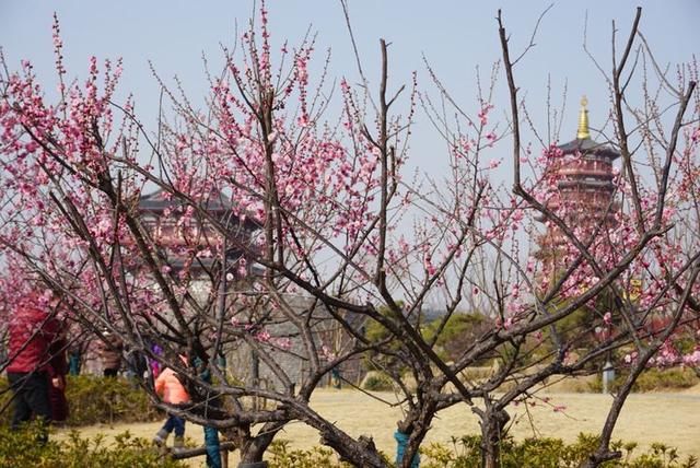 春节闲逛走拍洛阳百态之四：瀍河洛浦梅花艳，桥飞蛟龙丝路长