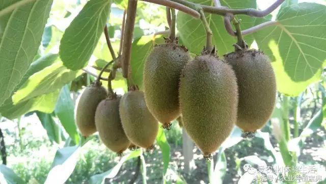 持续高温,注意猕猴桃叶片变化的诸多问题