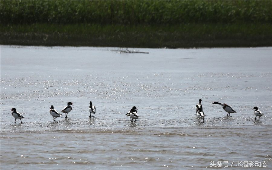 黑嘴鸥、翘鼻麻鸭在辽河绿水湾风景区栖息享受初夏暖阳