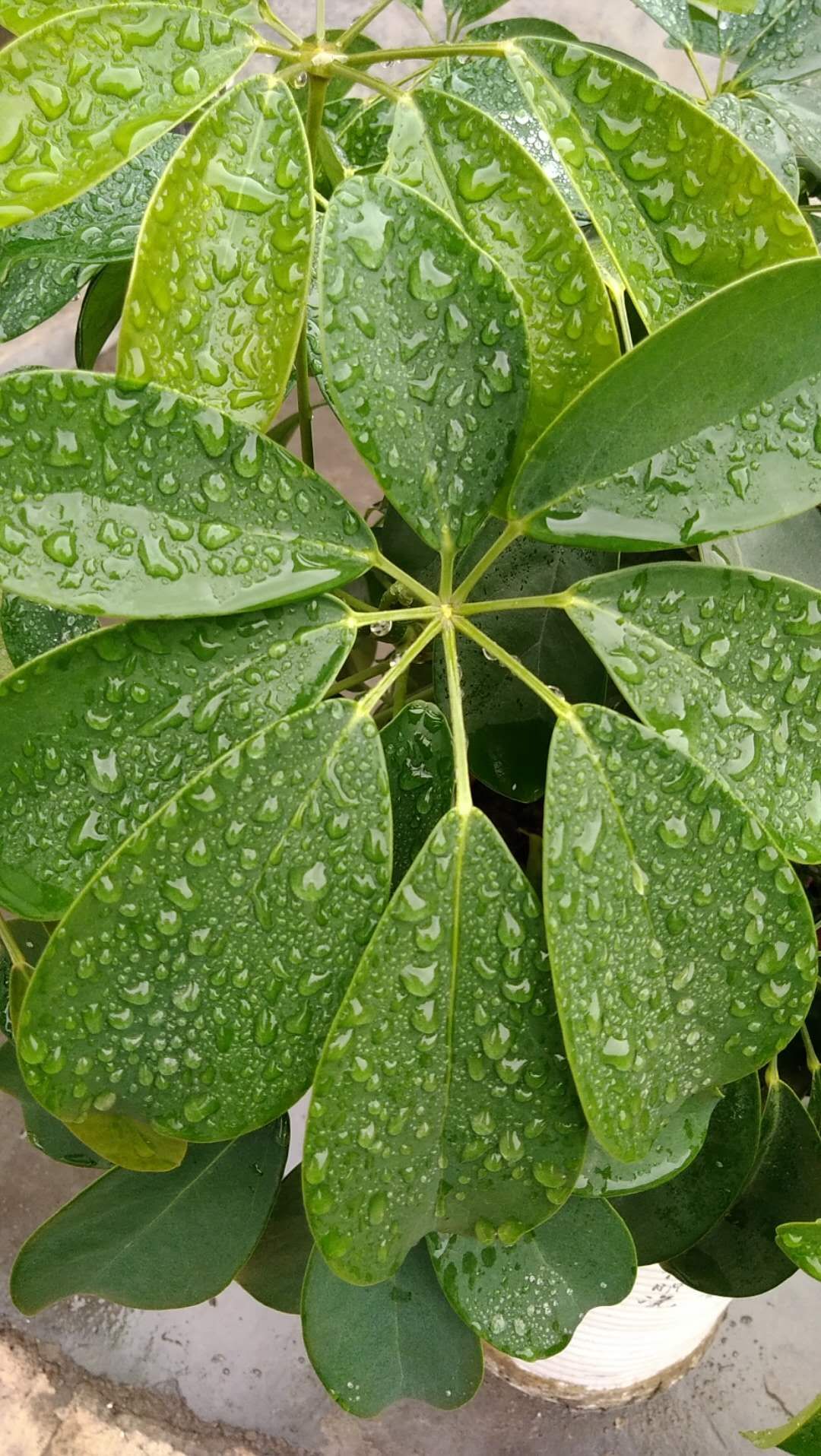 水，就像婴儿口中的乳汁!