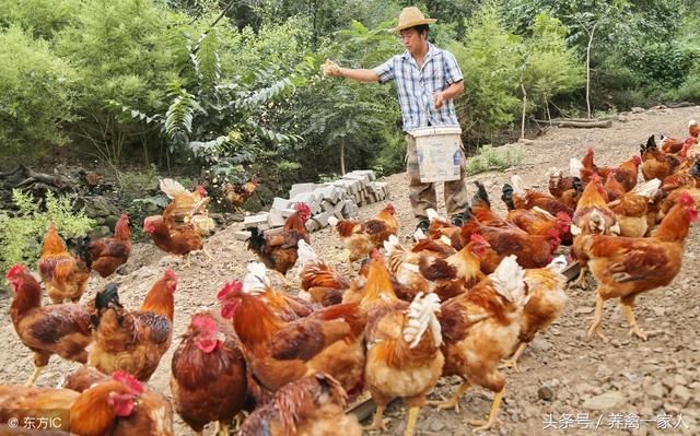 养鸡秘诀：这四种人养鸡才是土鸡市场的主角，才能赚到钱！