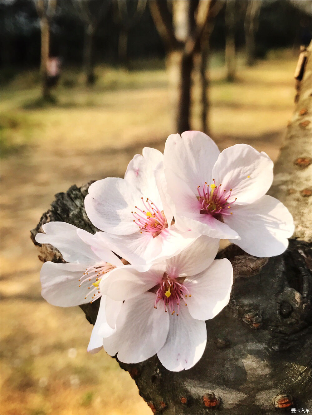 【春之彩】又是一年樱花烂漫时