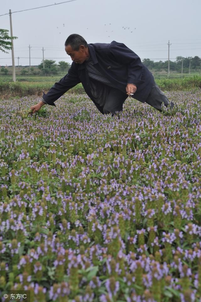 一到夏天就枯萎，农村里的夏枯草有什么作用?农民能种植吗?