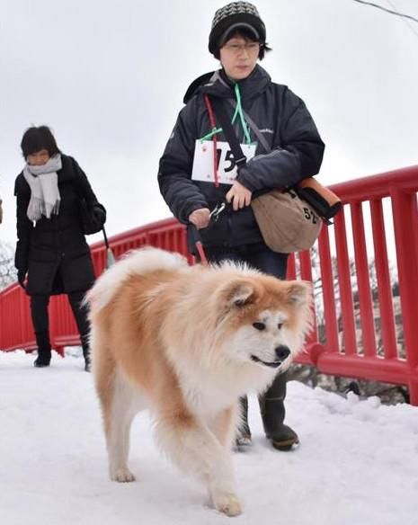 喜迎狗年 日本民众牵秋田犬散步街头