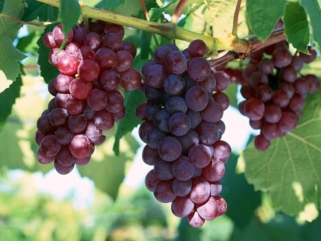 夏天吃葡萄好处多,能够提神解乏、安神助眠!