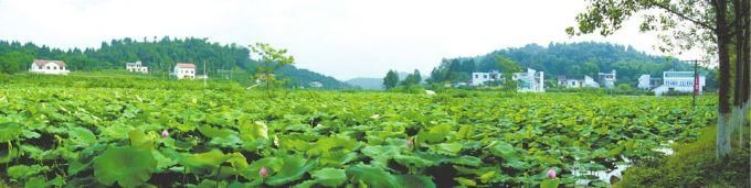 陈毅故居打造四川最美荷塘 六旬老人守护“荷塘月色”