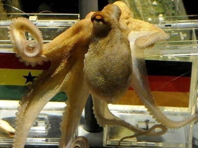 7年前的今天,世界杯上的100%预测正确的章鱼